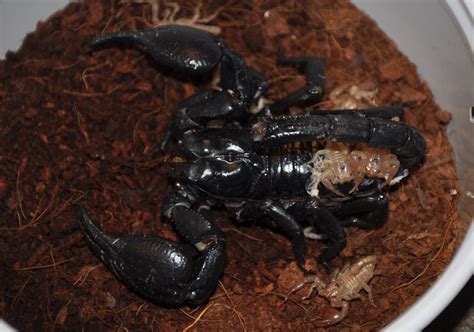 heterometrus spinifer aziatskii lesnoi skorpion