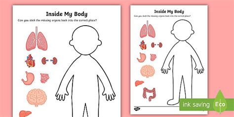 Free Inside My Body Human Organs Worksheet