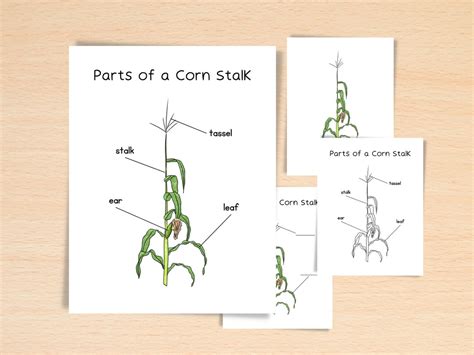 Anatomy Of A Corn Stalk Homeschool Resources Nature School Botany Study