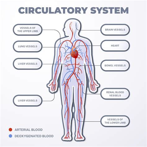 Free Vector Gradient Circulatory System Infographic