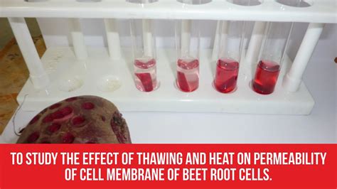 To Study The Effect Of Thawing And Heat On Permeability Of Cell