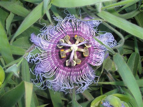 Las Plantas Mas Raras Del Mundo Taringa