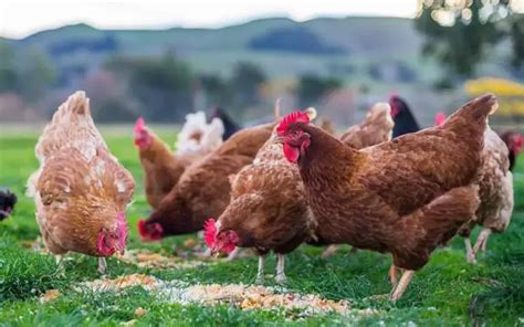 How Profitable Is Setting Up Poultry Feed Mill Business