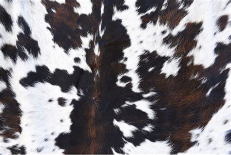 Cowhide | Cow print, Cow print wallpaper, Cow