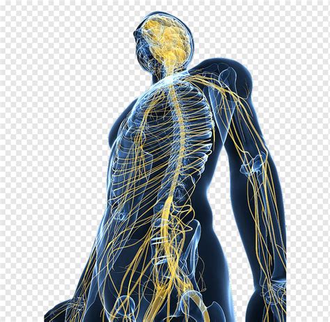 Una Revisi N Del Sistema Nervioso Del Cuerpo Humano Sistema Nervioso