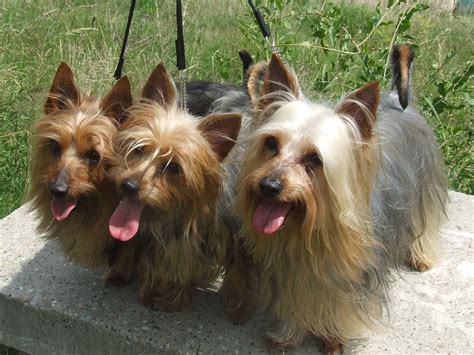 Australian Silky Terrier Hunde Treffpunkt