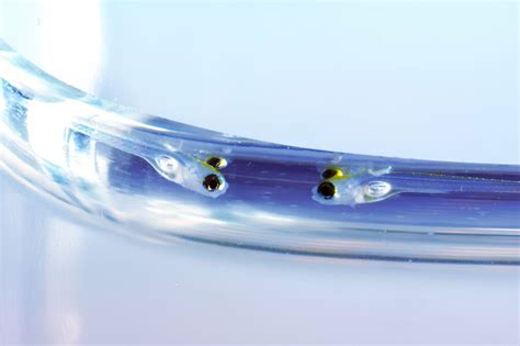 Researchers create genetic atlas detailing early stages of zebrafish ... 