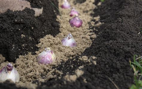 Quelles Fleurs Planter En Septembre Pour Avoir Un Magnifique Jardin