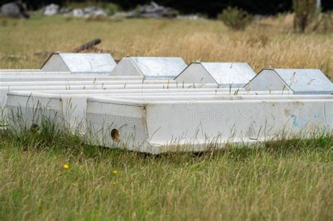 Livestock Water Trough in a Field on a Cattle Farm in Australia in ...