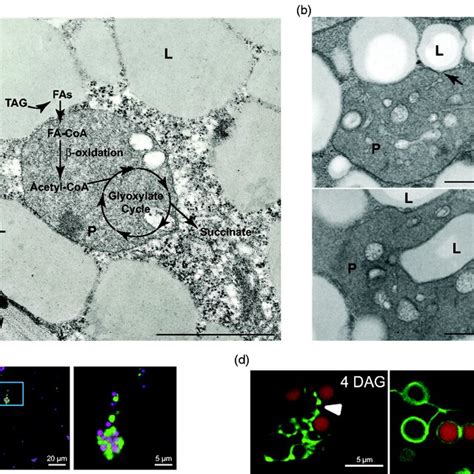 LD–Peroxisome Interactions in Plant Cells. Panel A: Electron micrograph ...