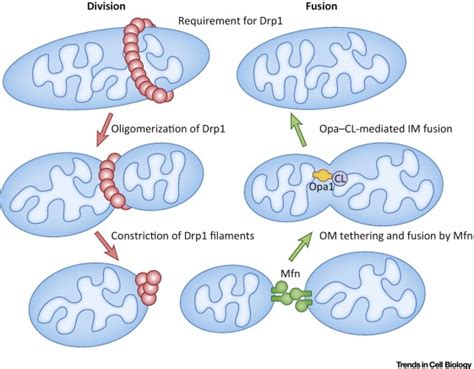 Phosphatidic Acid And Cardiolipin Coordinate Mitochondrial Dynamics