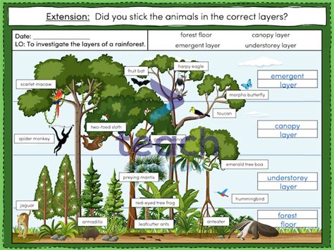 Investigating The Layers Of A Tropical Rainforest Ks2 Teaching