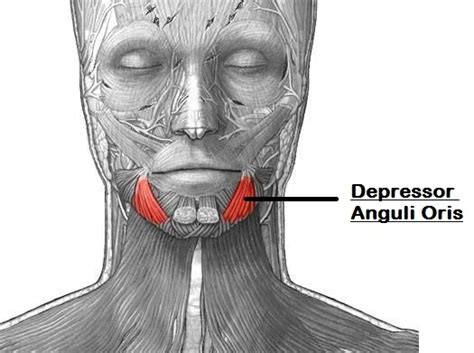 Depressor Anguli Oris Muscle Origin Insertion Function Mobile