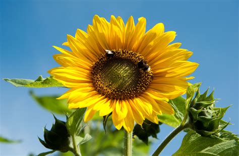 Los Girasoles Amados Por Los Insectos Y Por Los Seres Humanos Infobae