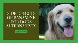 Banamine for Dogs Side Effects & Banamine Alternatives - buydogfleameds ...