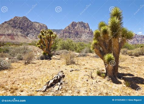 Red Rock Canyon Cactus Trees Nevada. Stock Image - Image of southwest, plaques: 31525403