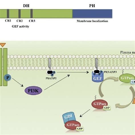 Rho Gtpases And Downstream Effectors A General Structural Domains Of