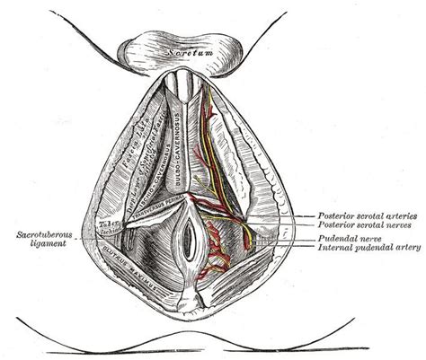 Posterior Scrotal Arteries Alchetron The Free Social Encyclopedia