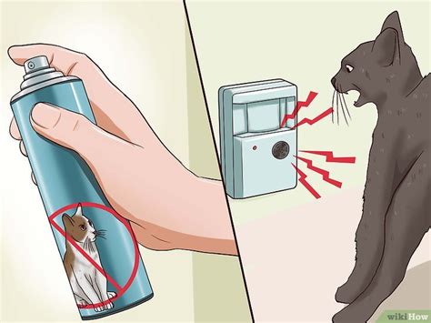 How To Chase Cats