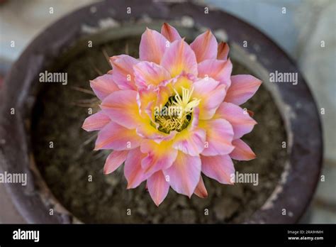 Hybrid Torch Cactus Echinopsis Pink Flower Stock Photo Alamy