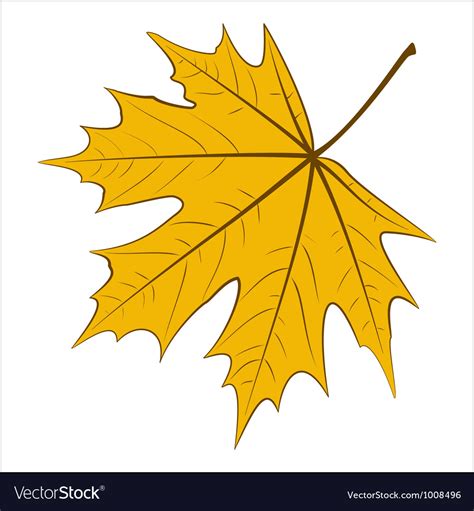 Yellow maple leaf Royalty Free Vector Image - VectorStock