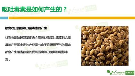 小麥麵粉中嘔吐毒素的危害、限量標準及檢測方法介紹 每日頭條