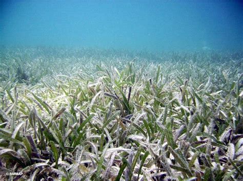 Seagrass Beds — The Department Of Environment And Natural Resources