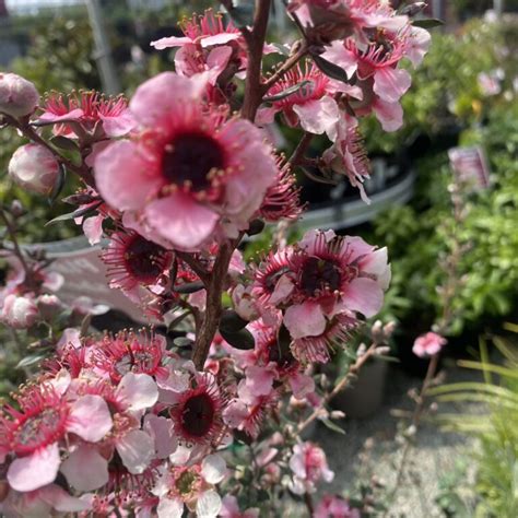 Leptospermum Mesmeyes L Lushingtons