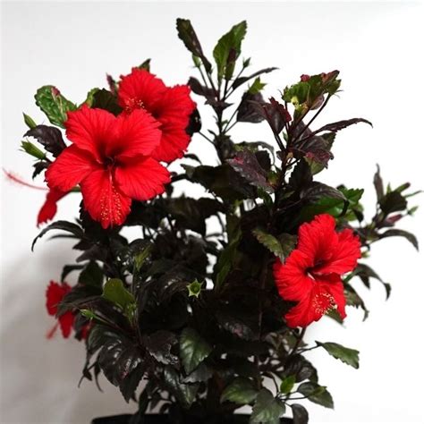 Red Hot Hibiscus Bush For Sale At Nature Hills Nursery