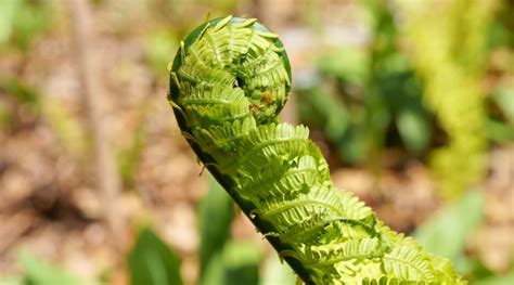 Cómo plantar cultivar y cuidar helechos de avestruz