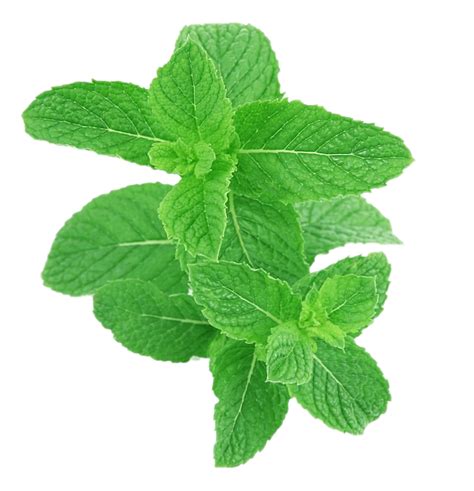 Peppermint Png Images Transparent Background Png Play