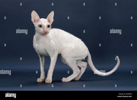 Cornish Rex Walking White Gold Eye Stock Photo Alamy