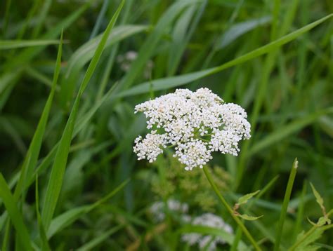 Hierba Flores Silvestres Brillante Foto Gratis En Pixabay Pixabay