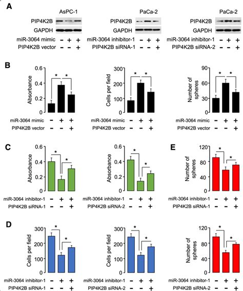 Restoration Of PIP4K2B Reverses The Tumor Promoting Effects Of MiR 3064