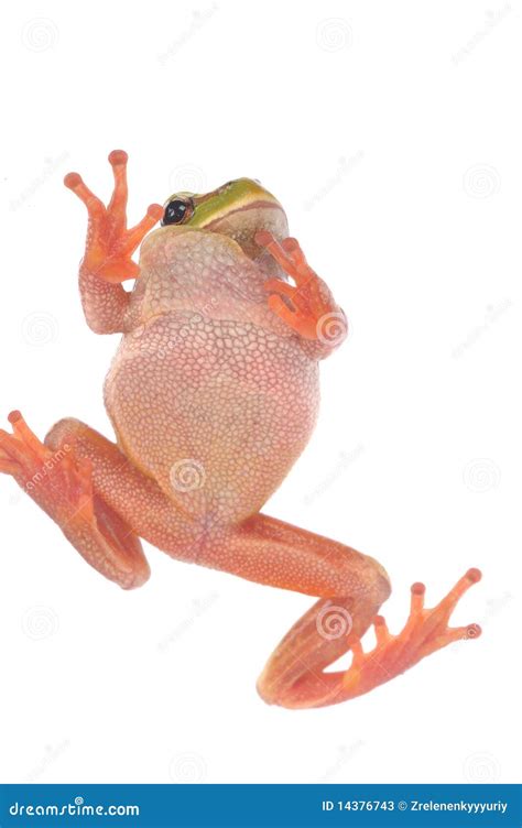 Green Tree Frog Isolated On White Background Stock Image Image Of