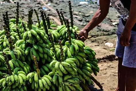 Bananas Passam Dias Viajando De Batel O At Cruzeiro Do Sul E S O