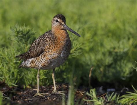 SHORT-BILLED DOWITCHER – Falmouth Birds