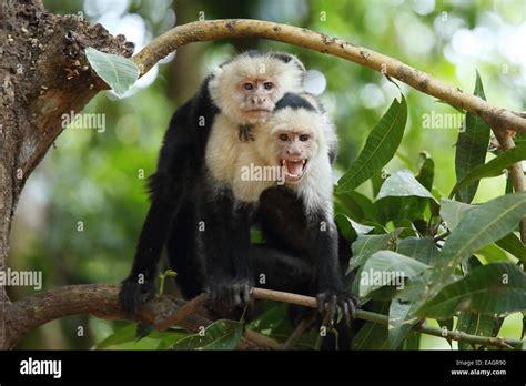 White Faced Capuchin Monkeys Cebus Capucinus Palo Verde National