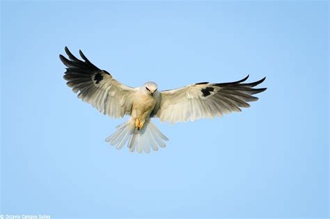 White Tailed Kite Elanus Leucurus Kite Raptors Bird Birds Of Prey