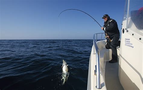 Acts of cod: cod fishing in Norway - The Field