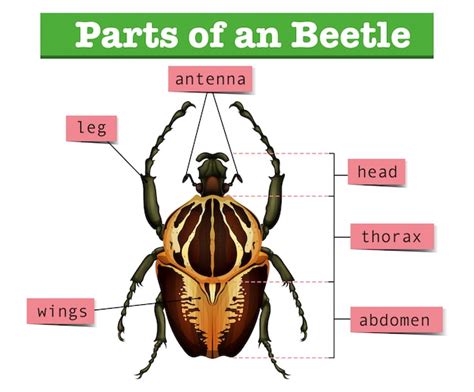 Diagrama Que Muestra Diferentes Partes Del Cerebro Humano Imagen Vector