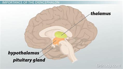 Diencephalon Anatomy - Anatomical Charts & Posters