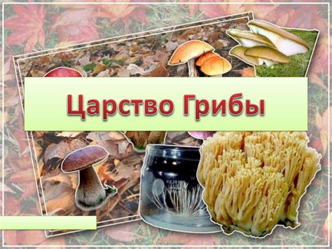 Царство Грибы - презентация онлайн