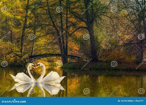 La Forma Card Aca De Los Cisnes Amor Mate Por La Vida En Vistas Panor