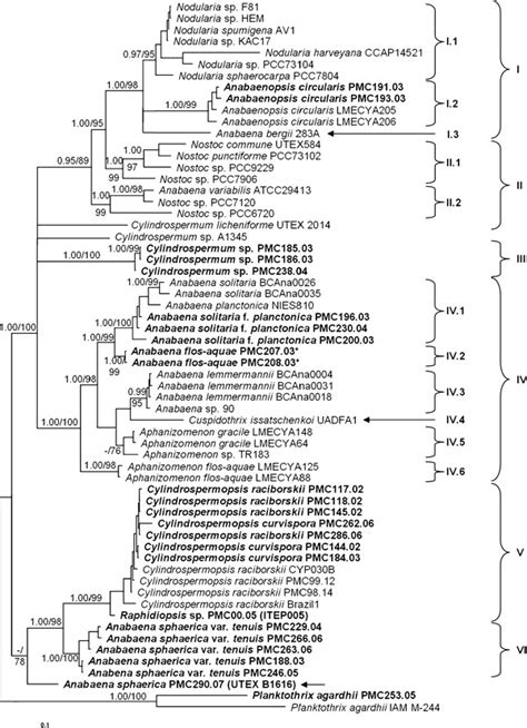 Bayesian Phylogenetic Tree Based On Four Gene Sequences 16s Rdna