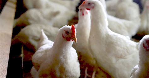 Oms Aclara Muerte En México No Fue Por Gripe Aviar H5n2