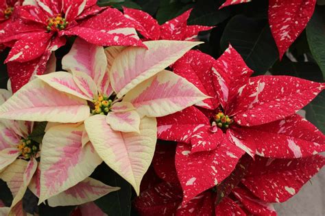 Poinsettia O Flor De Pascua Cuidados Y Reproducción Euphorbia