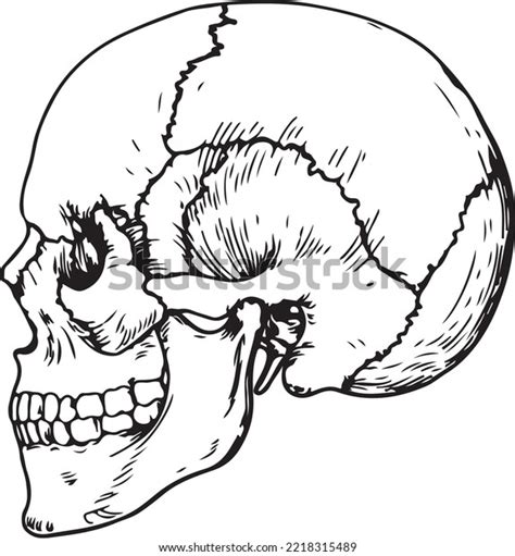 Anatomical Skull Art Hand Drawn Vector Stock Vector (Royalty Free ...