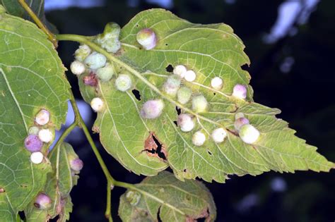 Hackberry Psyllids Cause Bumpy Leaves Kentucky Pest News