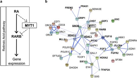 Mutations In Myt1 Encoding The Myelin Transcription Factor 1 Are A